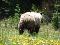 20120619_nr_engos_grizzly relocation.jpg